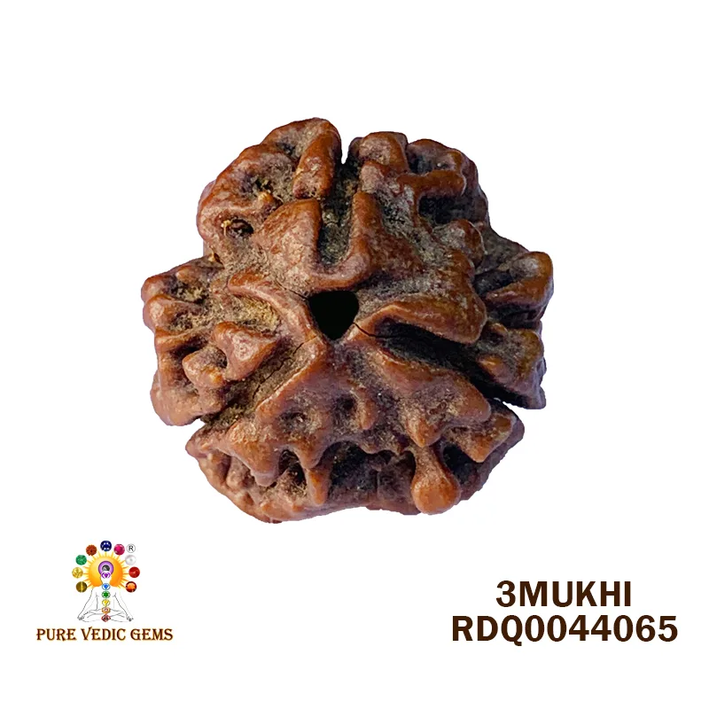 3 MUKHI Rudraksha (2.884gm)