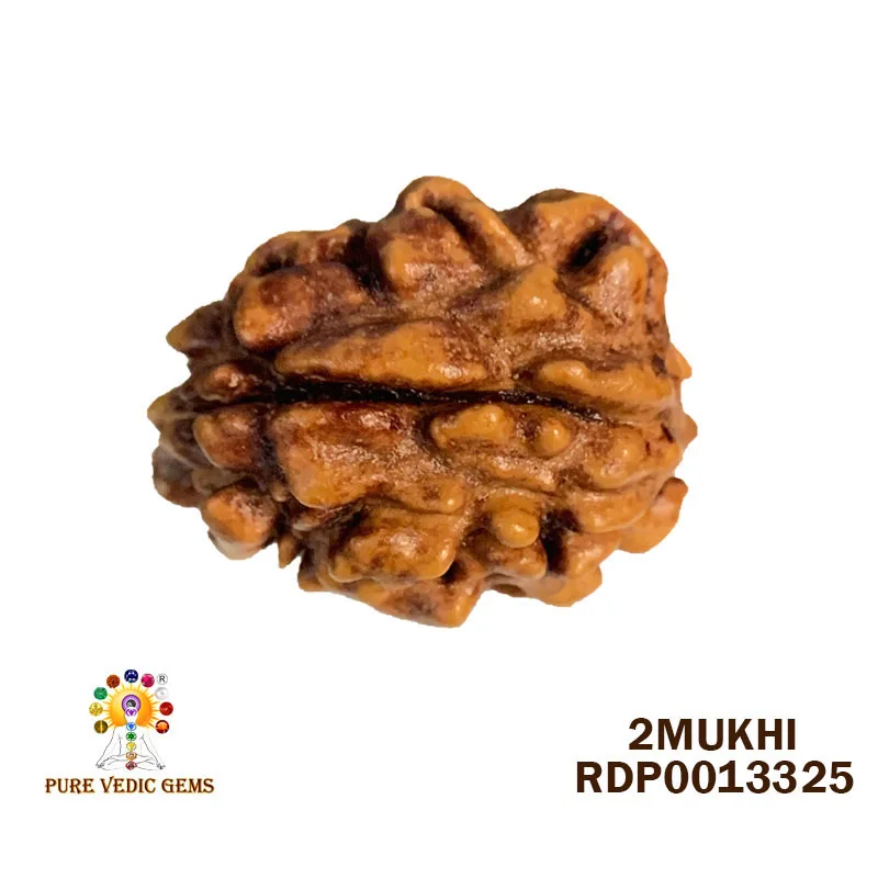 2 MUKHI Rudraksha (1.944g)