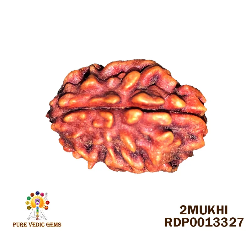 2 Mukhi Rudraksha (1.720g)