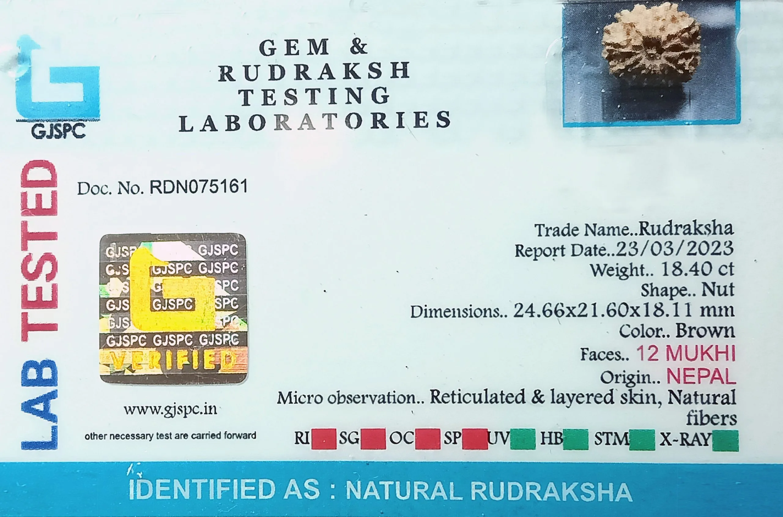 12 Mukhi Rudraksha (3.680g) view 2