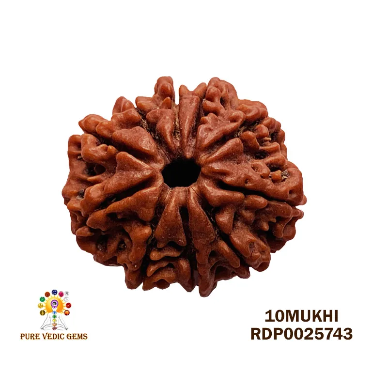 10 Mukhi Rudraksha (4.460g)