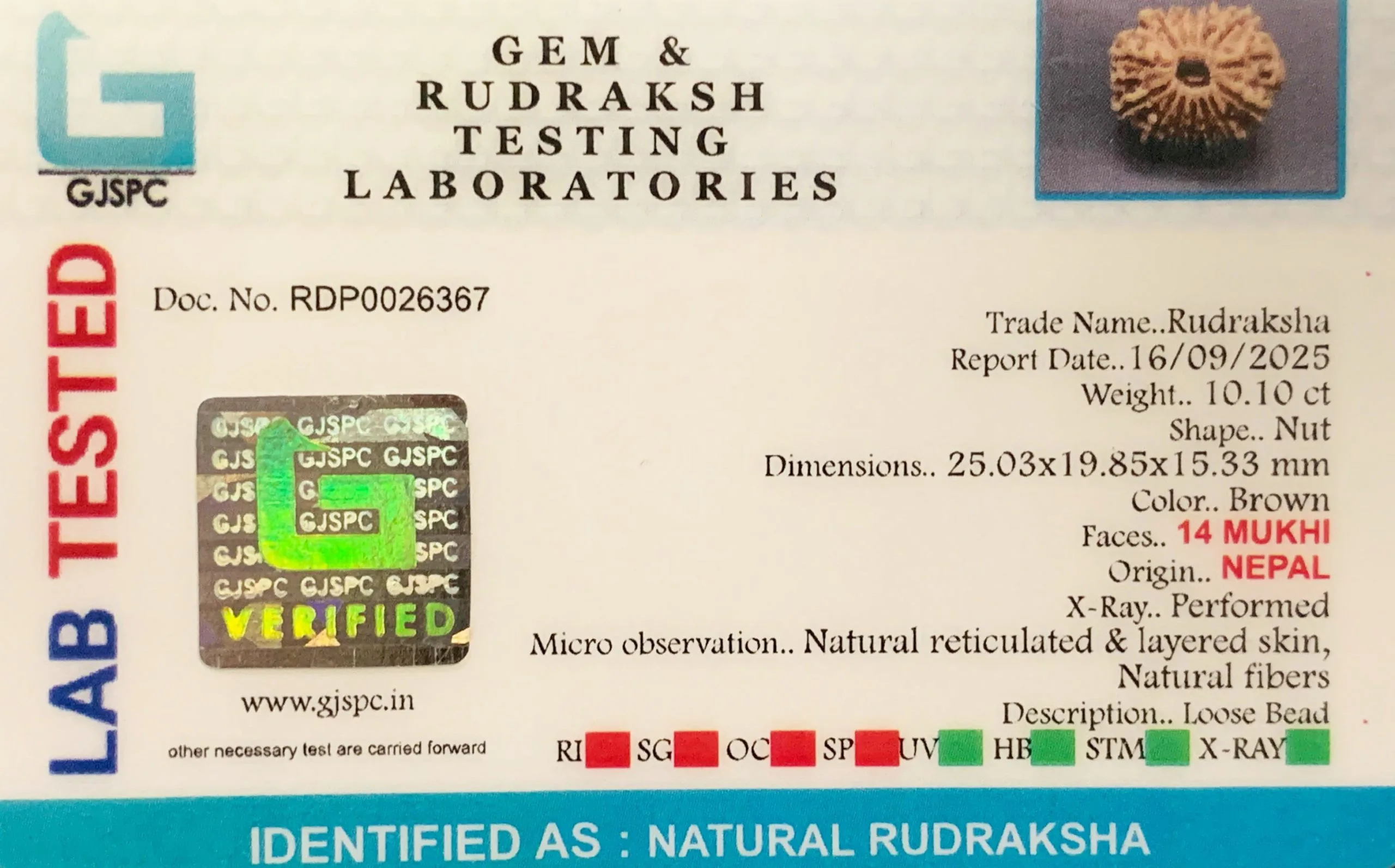 14 Mukhi Rudraksha (2.020g) On Demand view 2