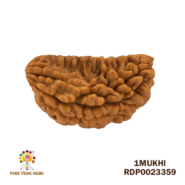 1 Mukhi Rudraksha (5.978g)