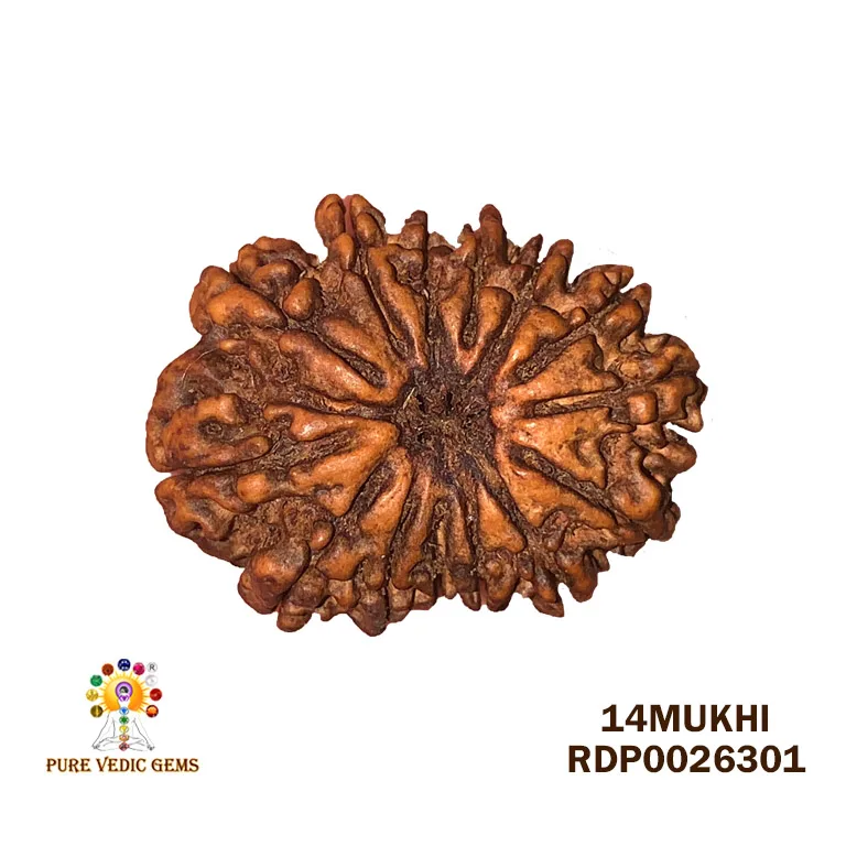 14 Mukhi Rudraksha (1.464g) On Demand