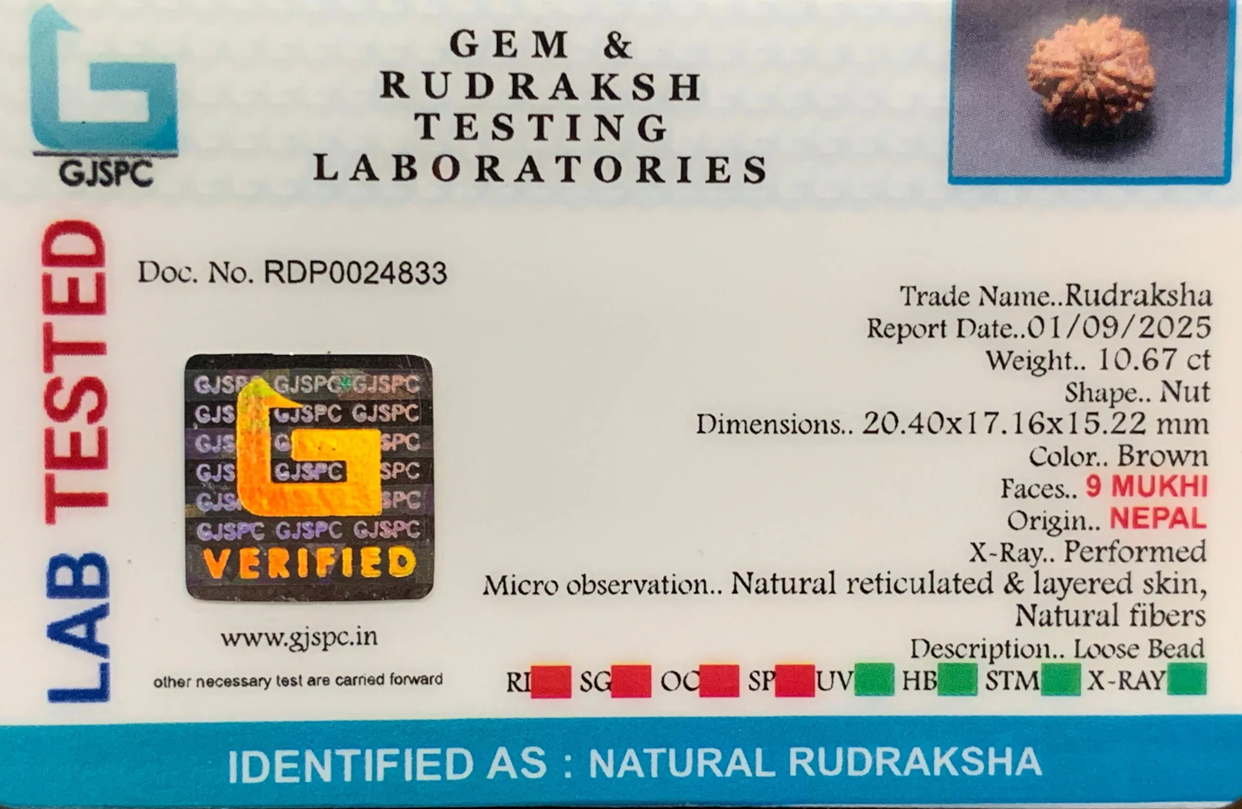 9 Mukhi Rudraksha (2.134g) view 2