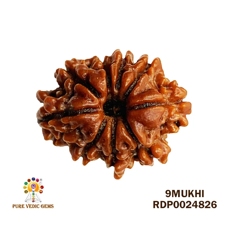 9 Mukhi Rudraksha (1.430g)