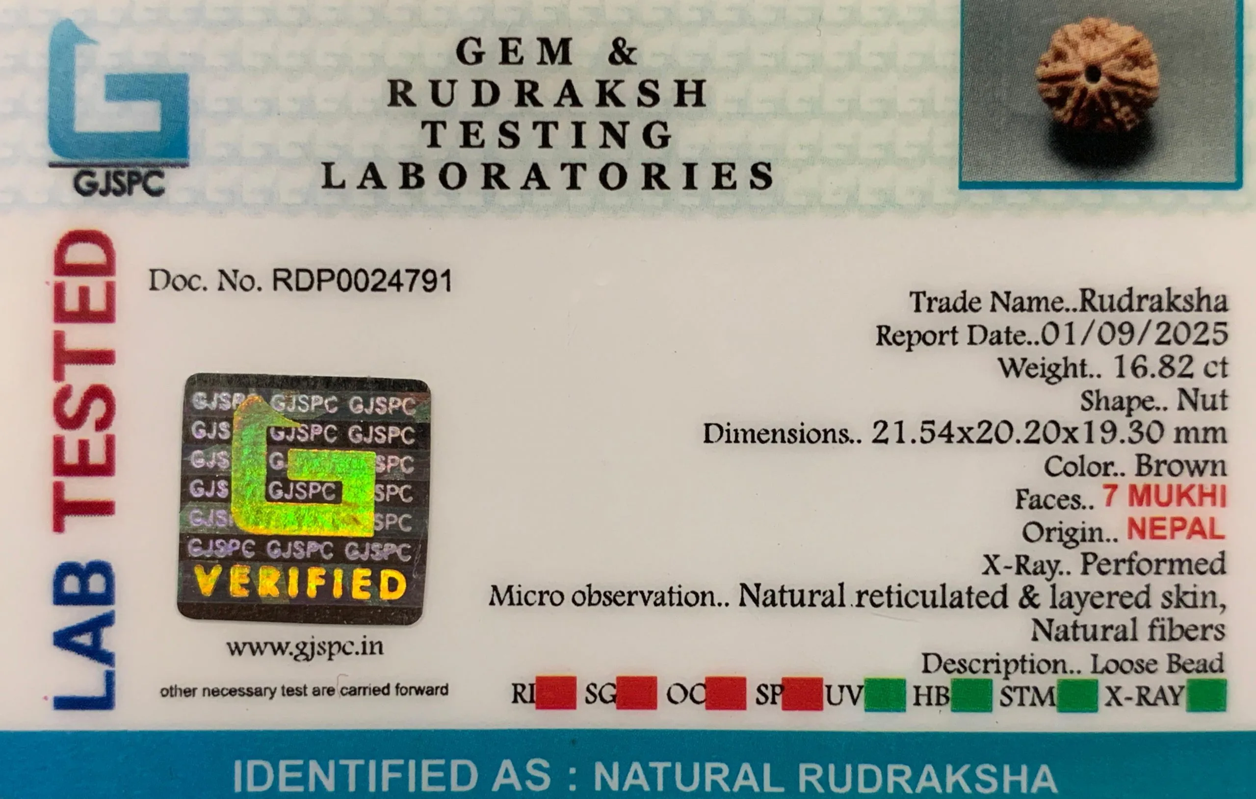 7 Mukhi Rudraksha (3.364g) view 2