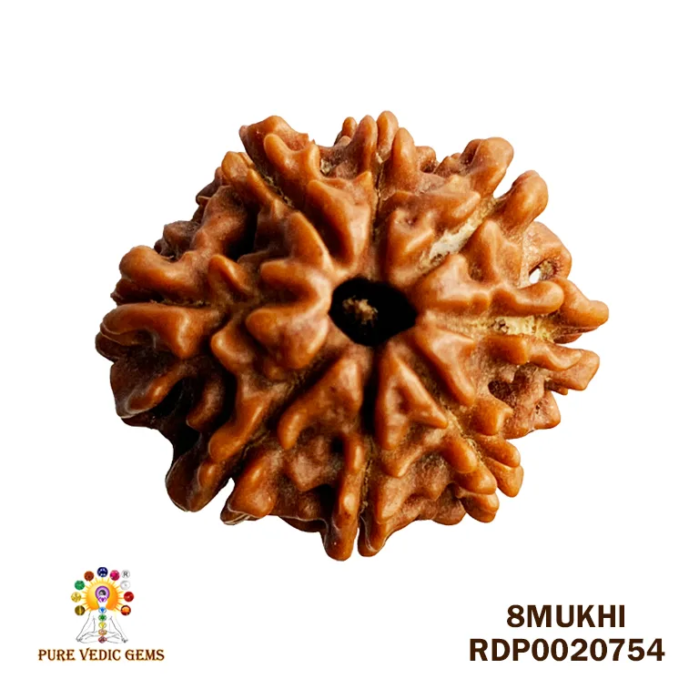 8 Mukhi Rudraksha (2.080mg)