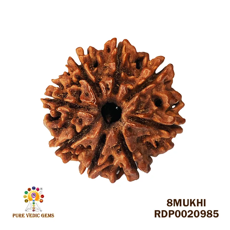 8 Mukhi Rudraksha (2.044mg)