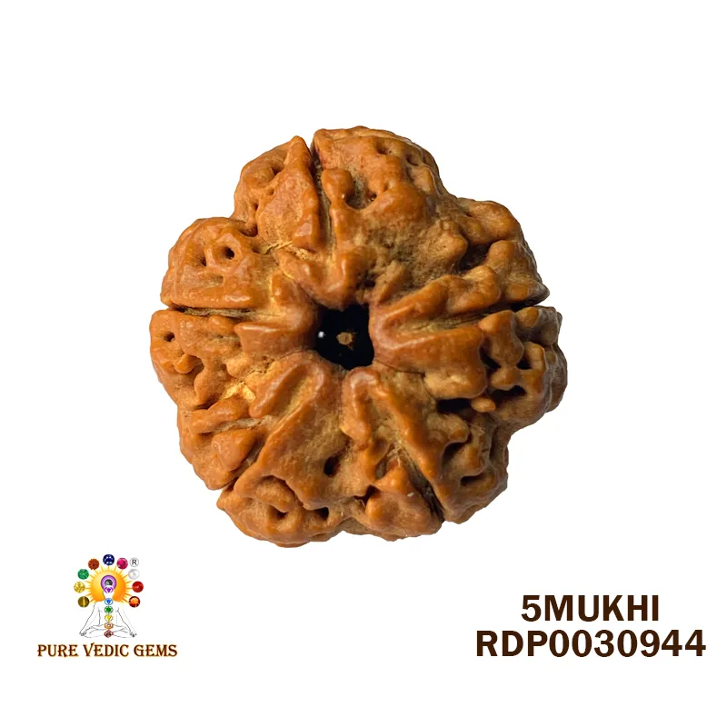 5 Mukhi Rudraksha (6.046g)