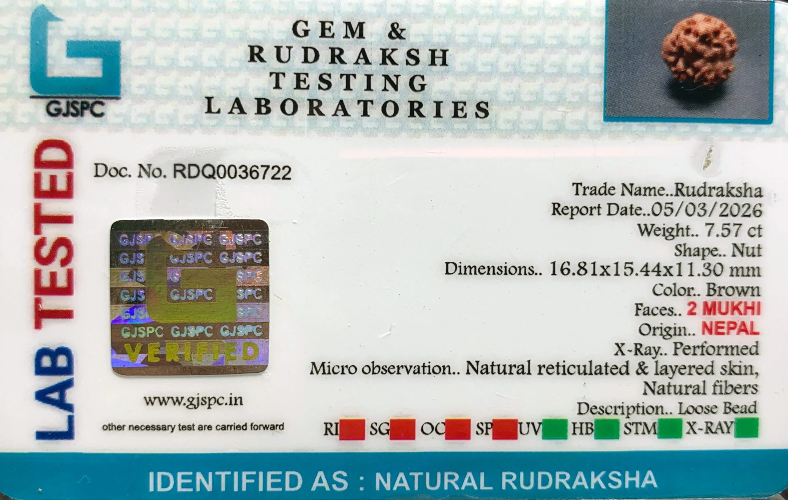 2 Mukhi Rudraksha (1.514g) view 2