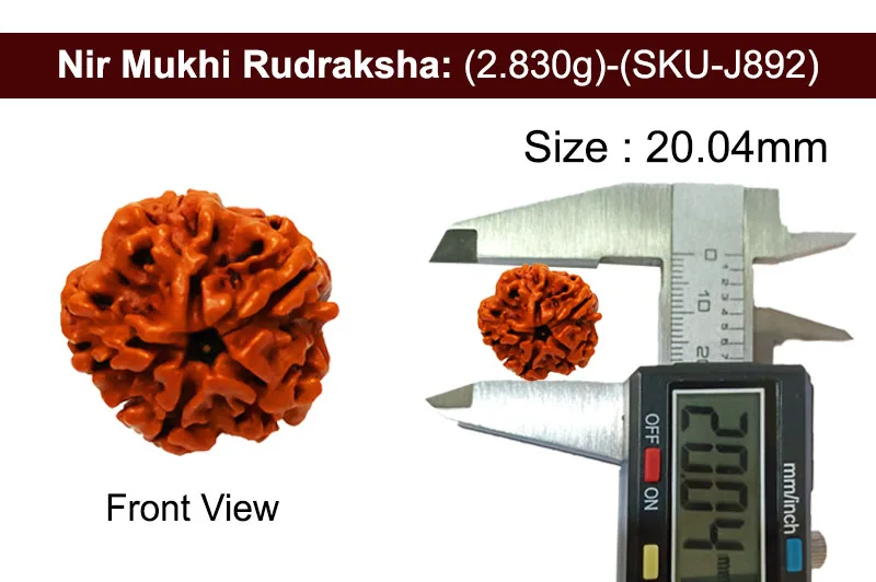 Nir Mukhi Rudraksha (2.830g) view 3