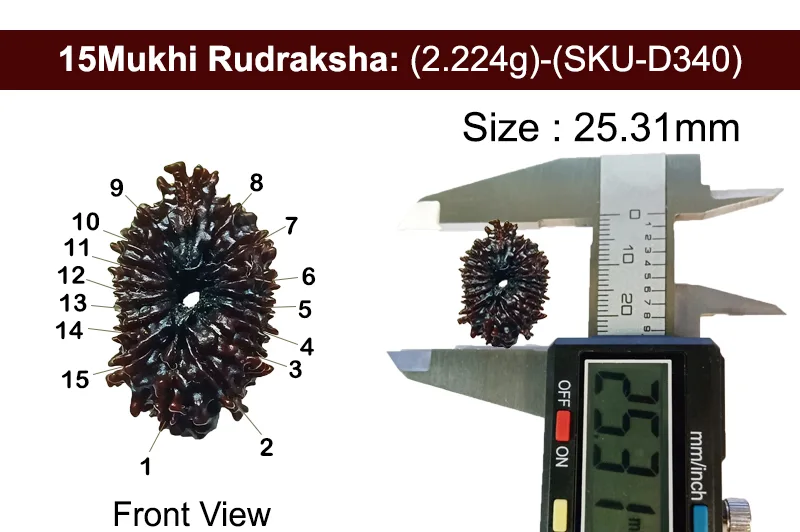 15 Mukhi Rudraksha (2.224g) view 3