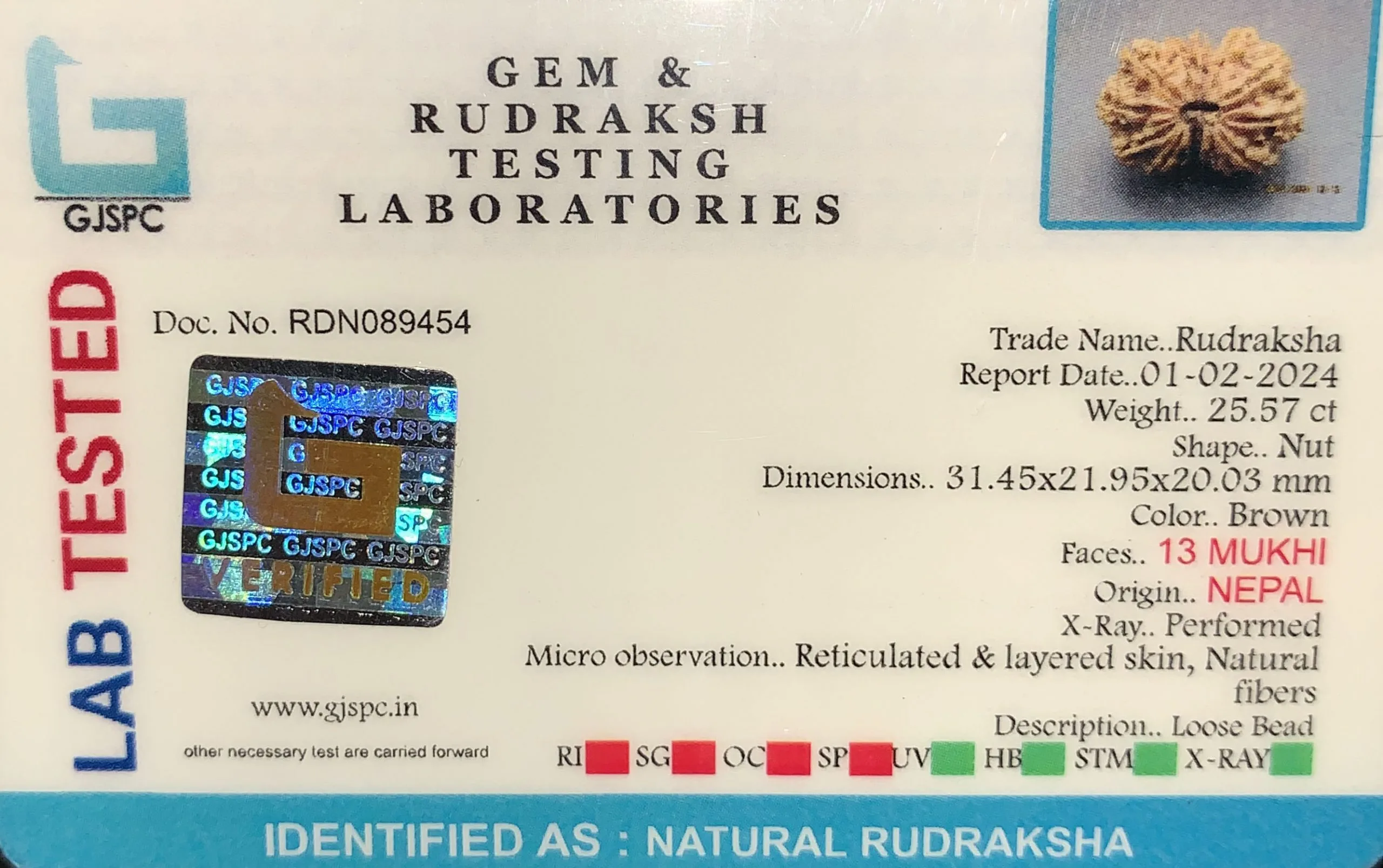 13 Mukhi Rudraksha (5.114g) view 2