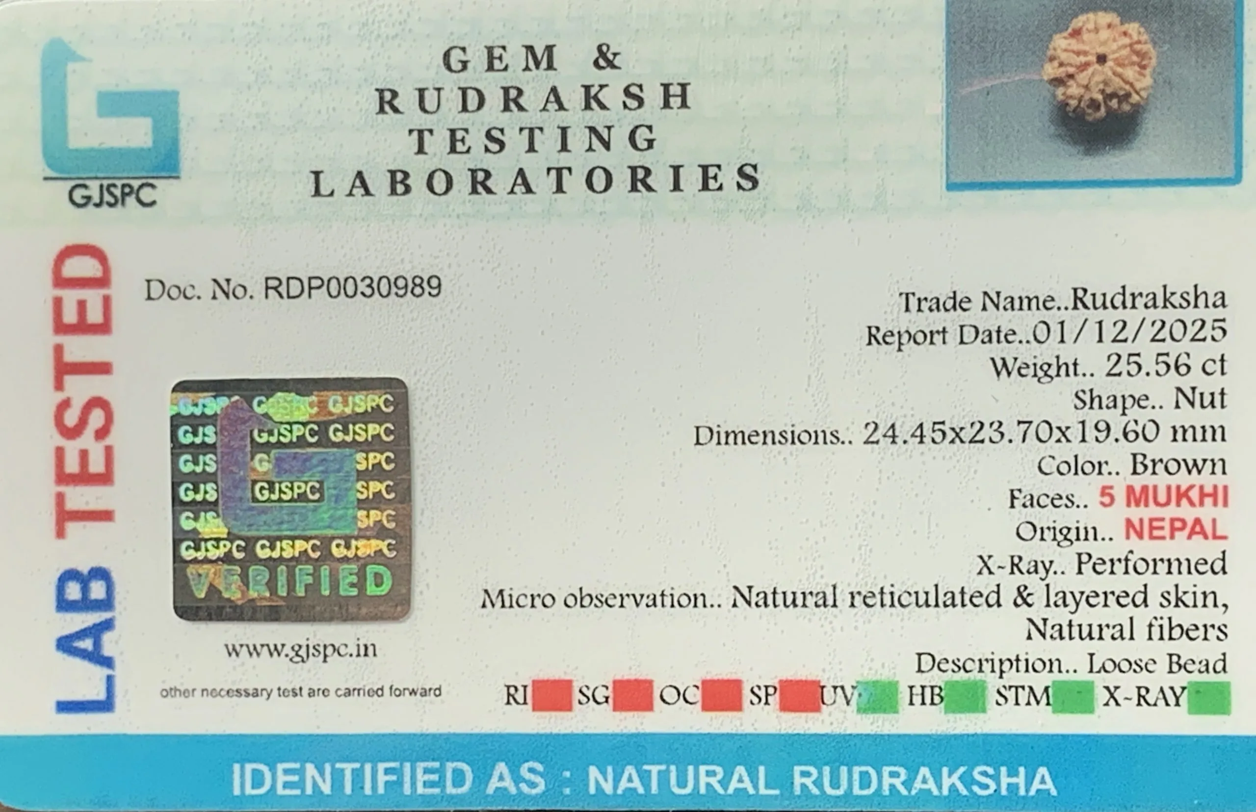5 Mukhi Rudraksha (5.112g) view 2