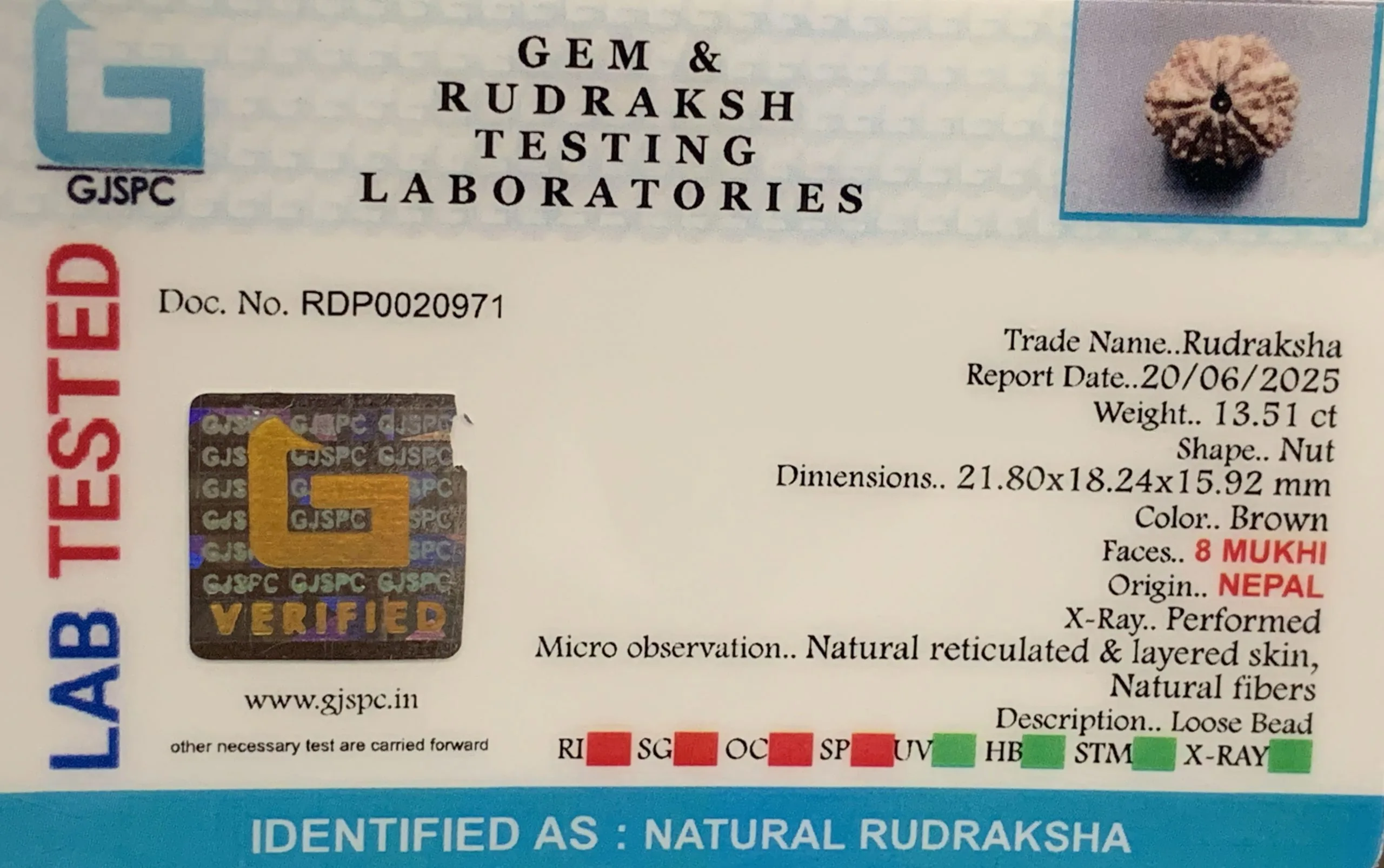 8 Mukhi Rudraksha (2.702mg) view 2