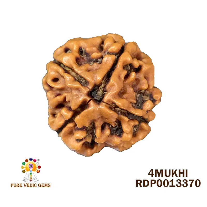4 Mukhi Rudraksha (2.252g)