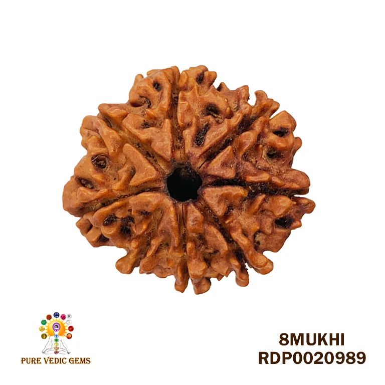 8 Mukhi Rudraksha (2.400mg) — image 1
