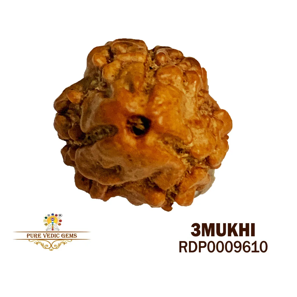 3 MUKHI Rudraksha (1.238g)