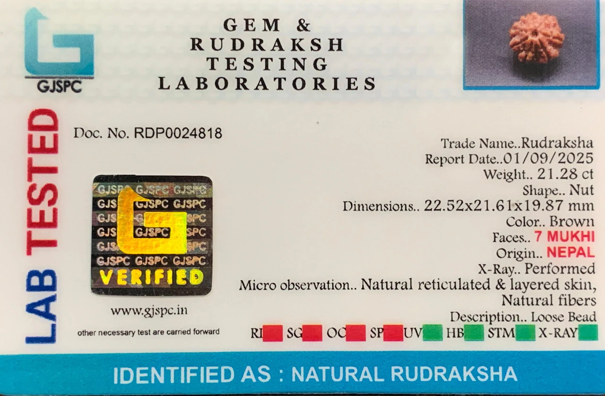 7 Mukhi Rudraksha (4.256g) view 2