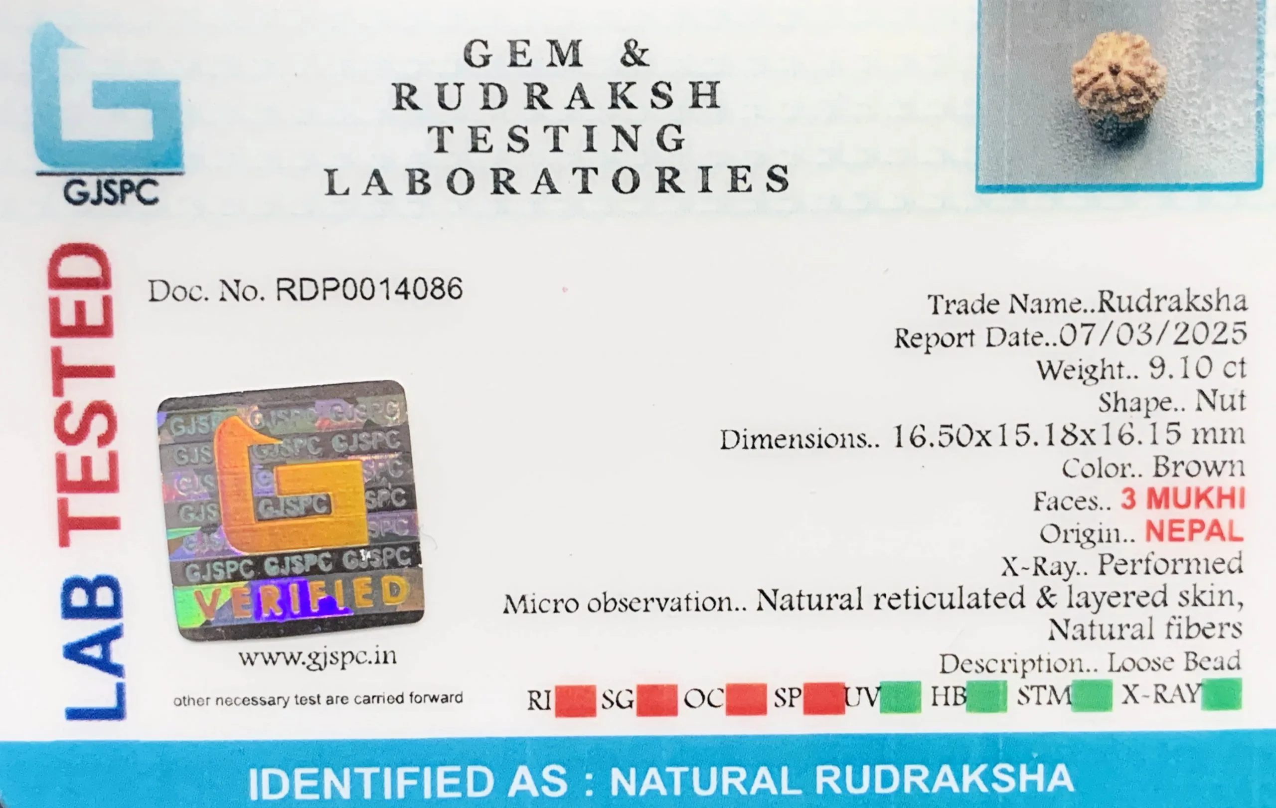 3 MUKHI Rudraksha (1.820g) view 2