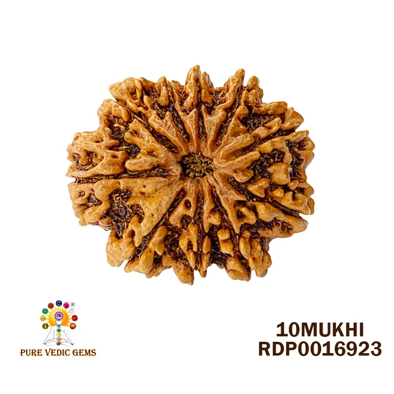 10 Mukhi Rudraksha (6.368g)