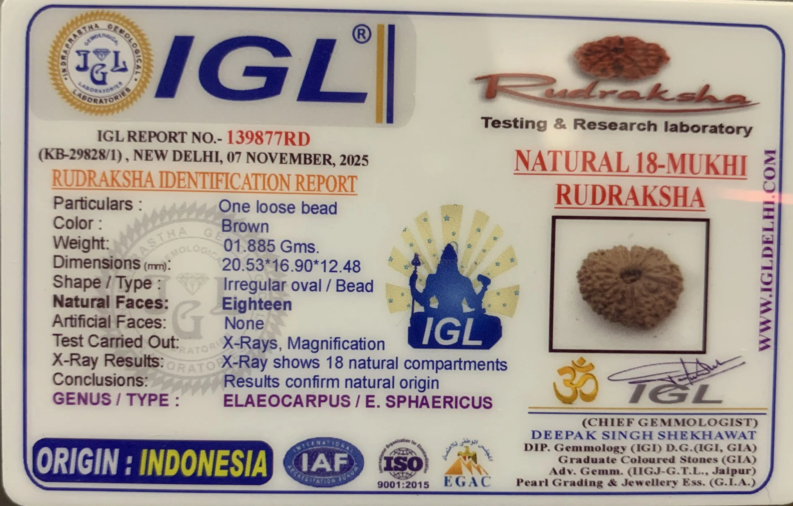18 Mukhi Rudraksha (1.885mg) On Demand view 2