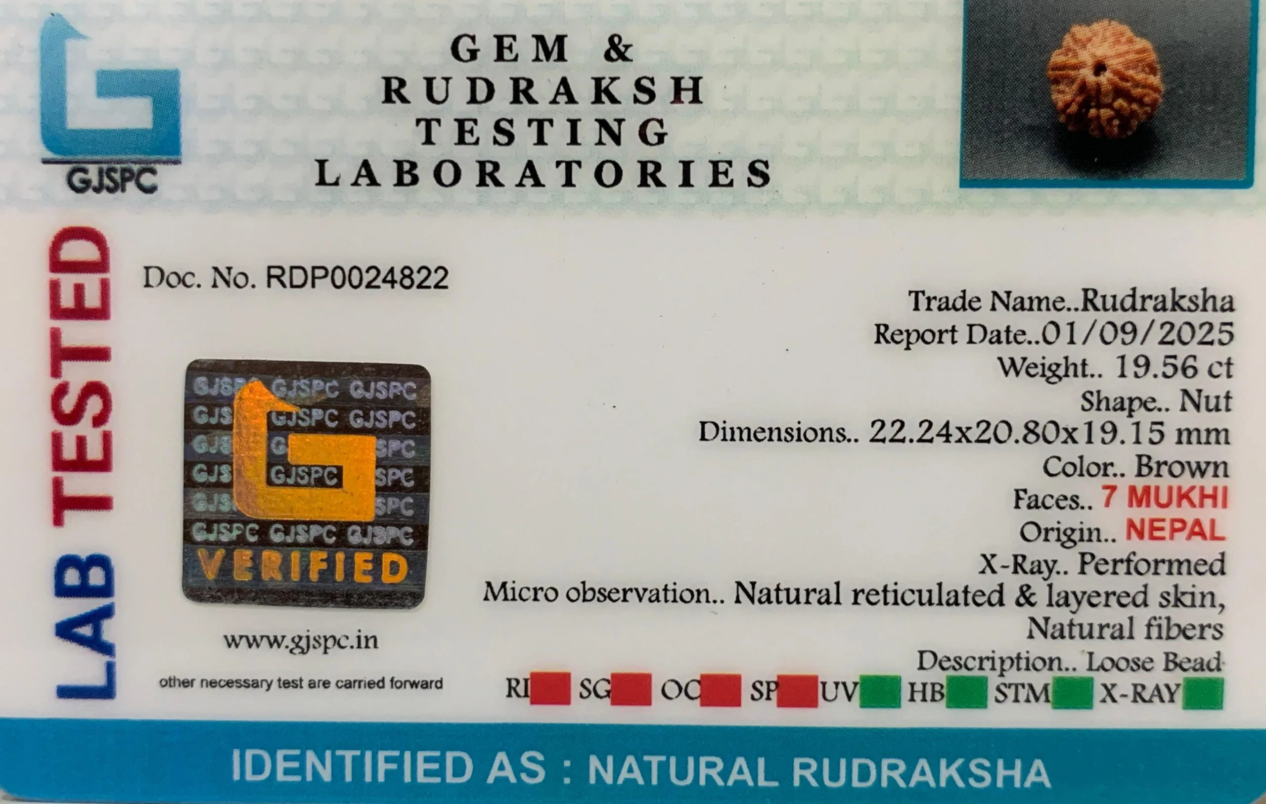 7 Mukhi Rudraksha (3.912g) view 2