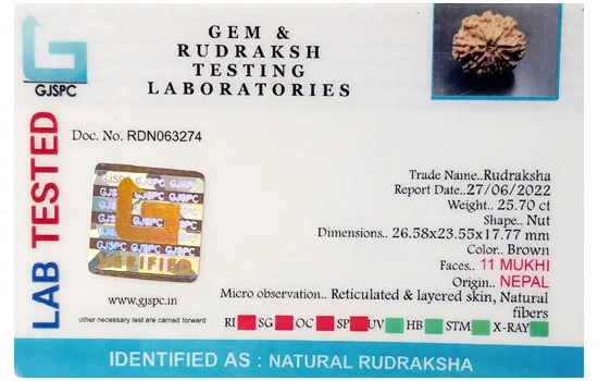 11 Mukhi Rudraksha (5.140g) view 2