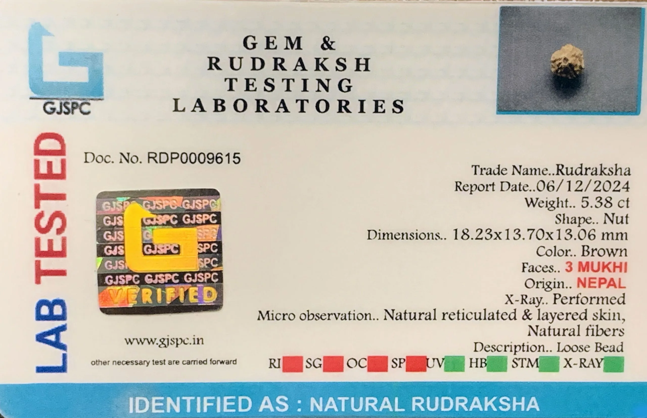 3 MUKHI Rudraksha (1.076g) view 2