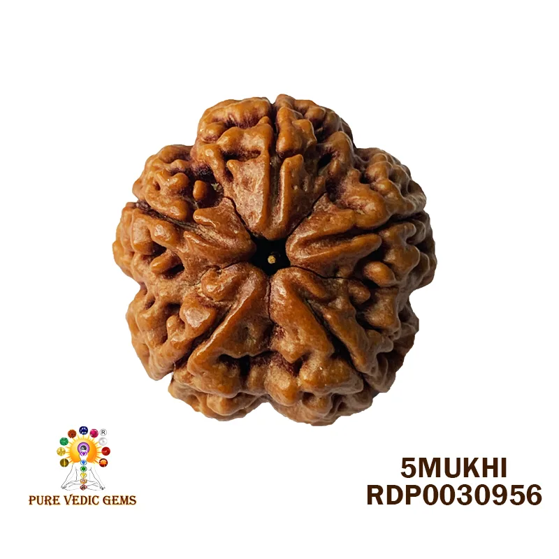5 Mukhi Rudraksha (6.666g)