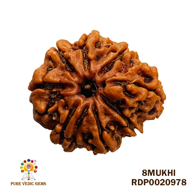 8 Mukhi Rudraksha (3.742mg)
