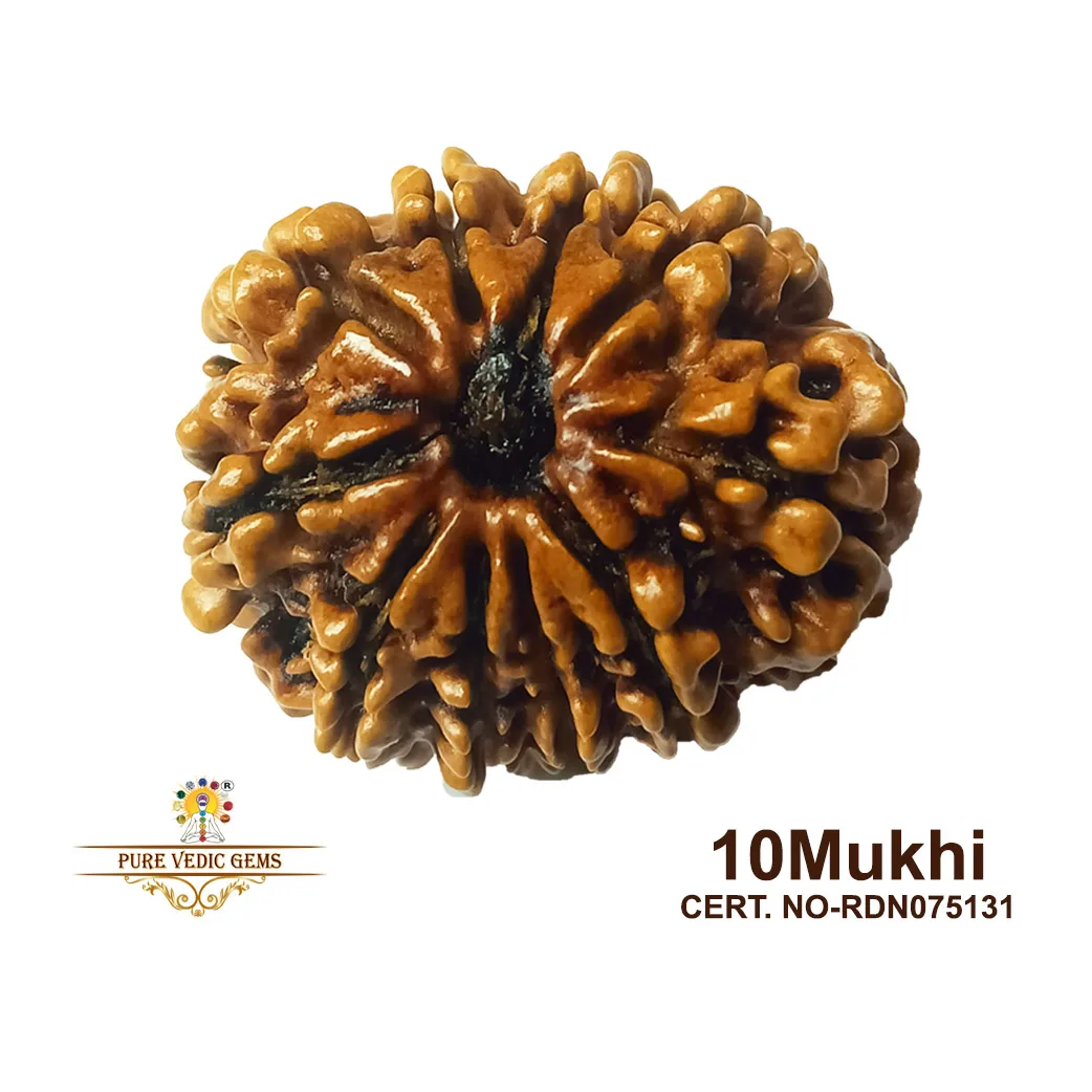 10 Mukhi Rudraksha (4.396g)