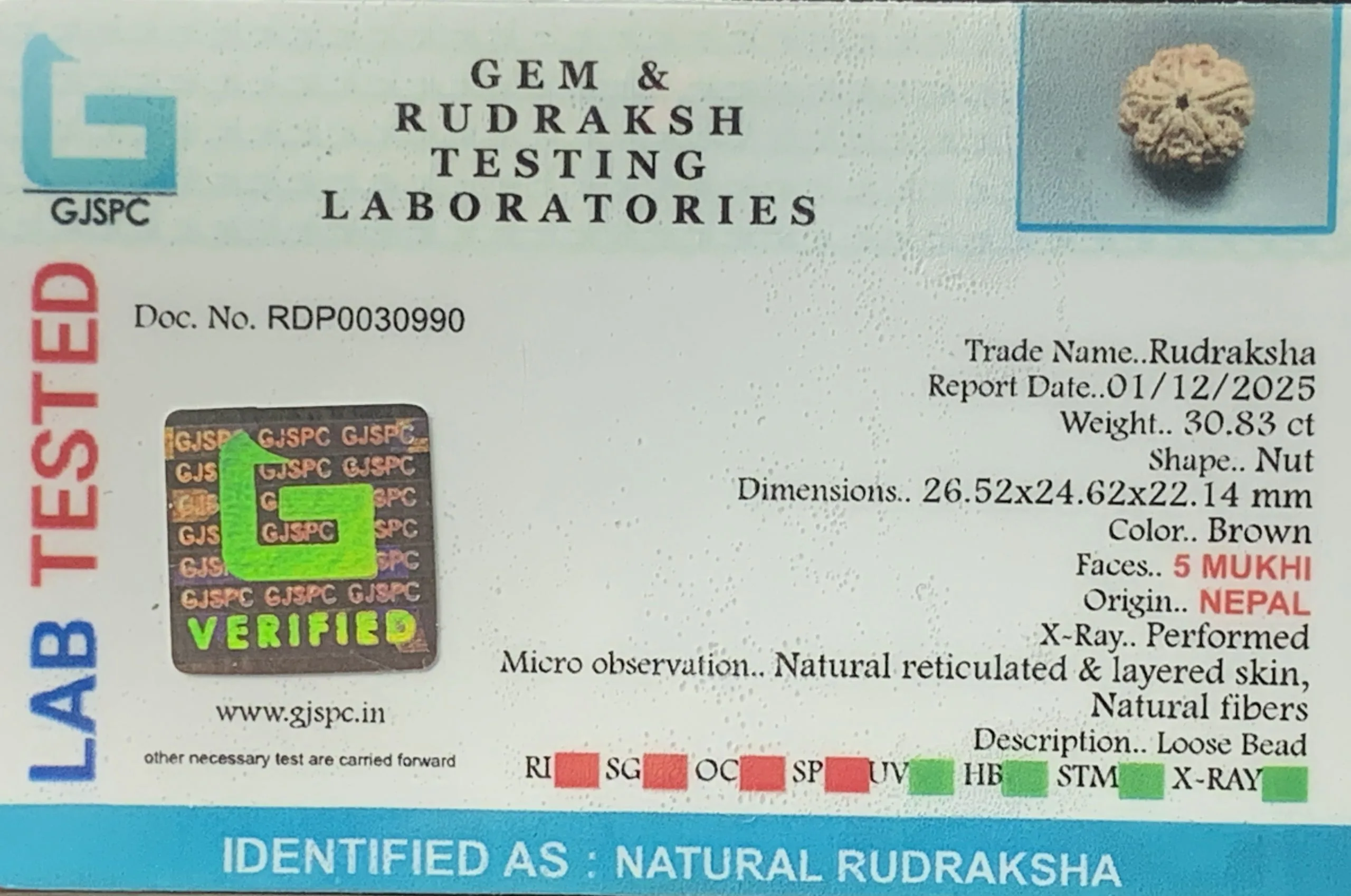 5 Mukhi Rudraksha (6.166g) view 2