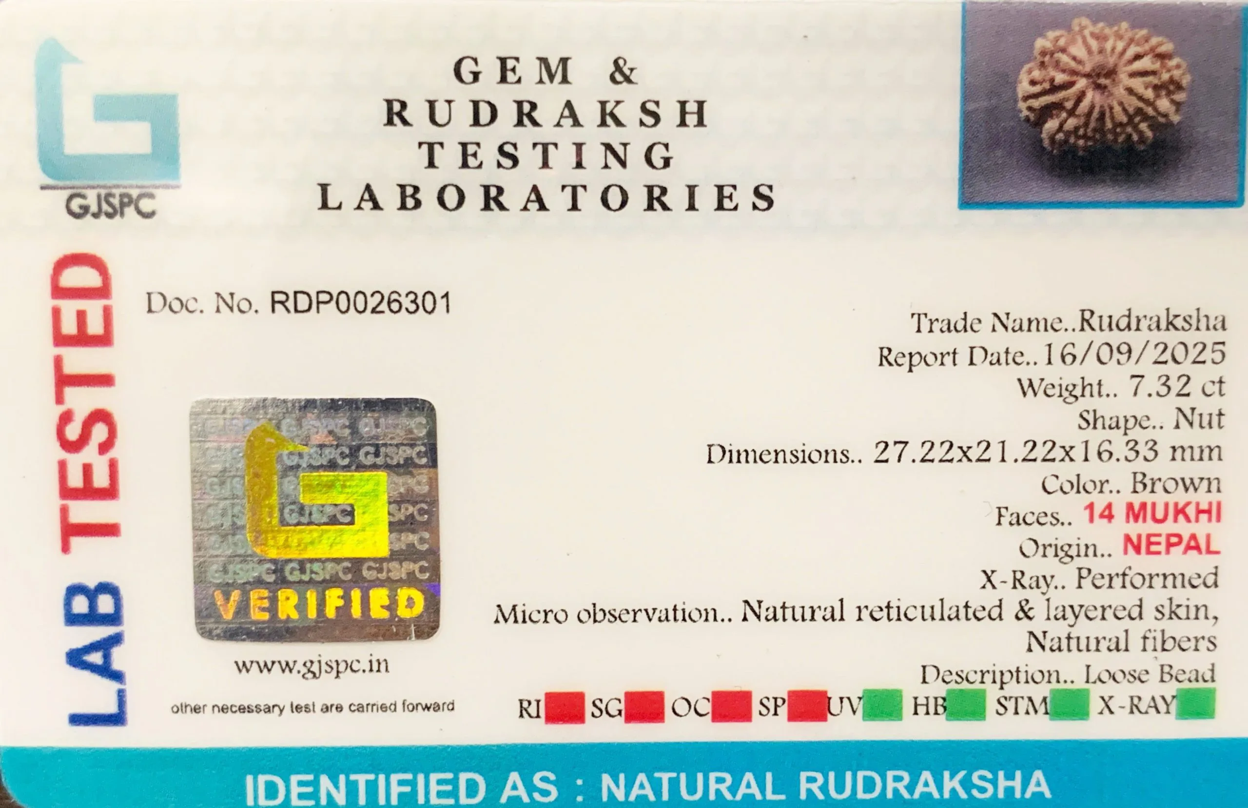 14 Mukhi Rudraksha (1.464g) On Demand view 2