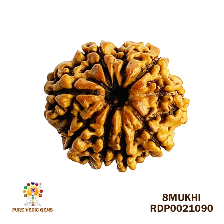 8 Mukhi Rudraksha (2.788mg) — image 1