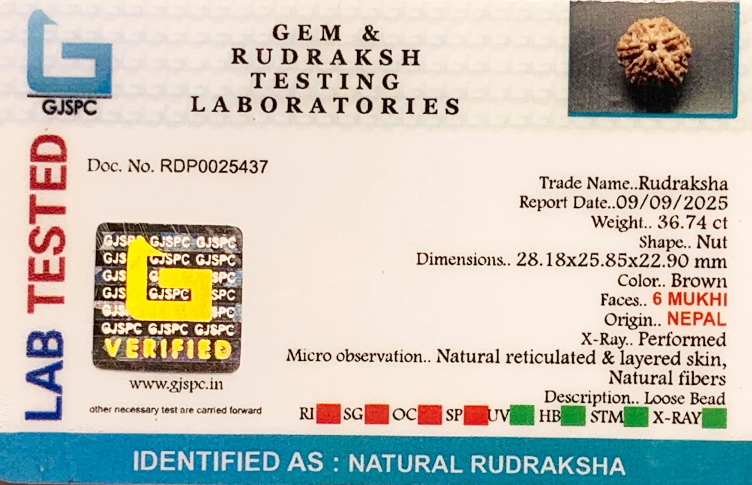 6 Mukhi Rudraksha (7.348g) view 2