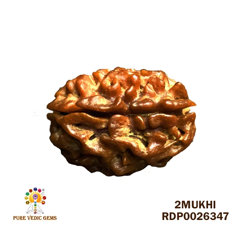 2 Mukhi Rudraksha (3.820g)