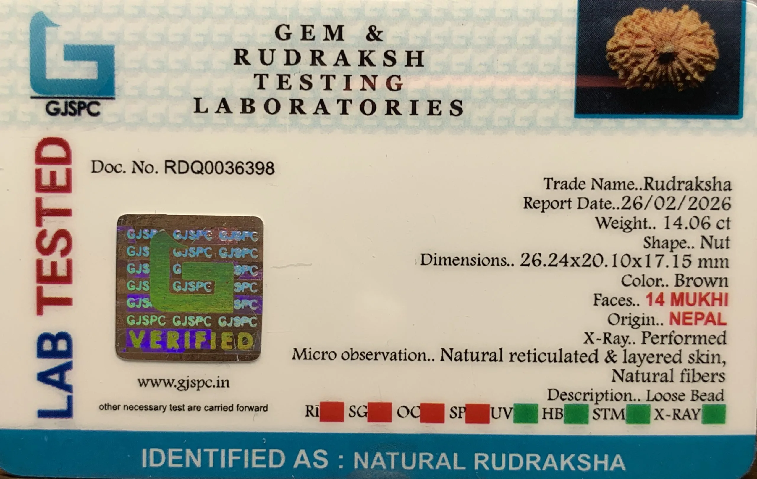 14 Mukhi Rudraksha (2.812g) view 2