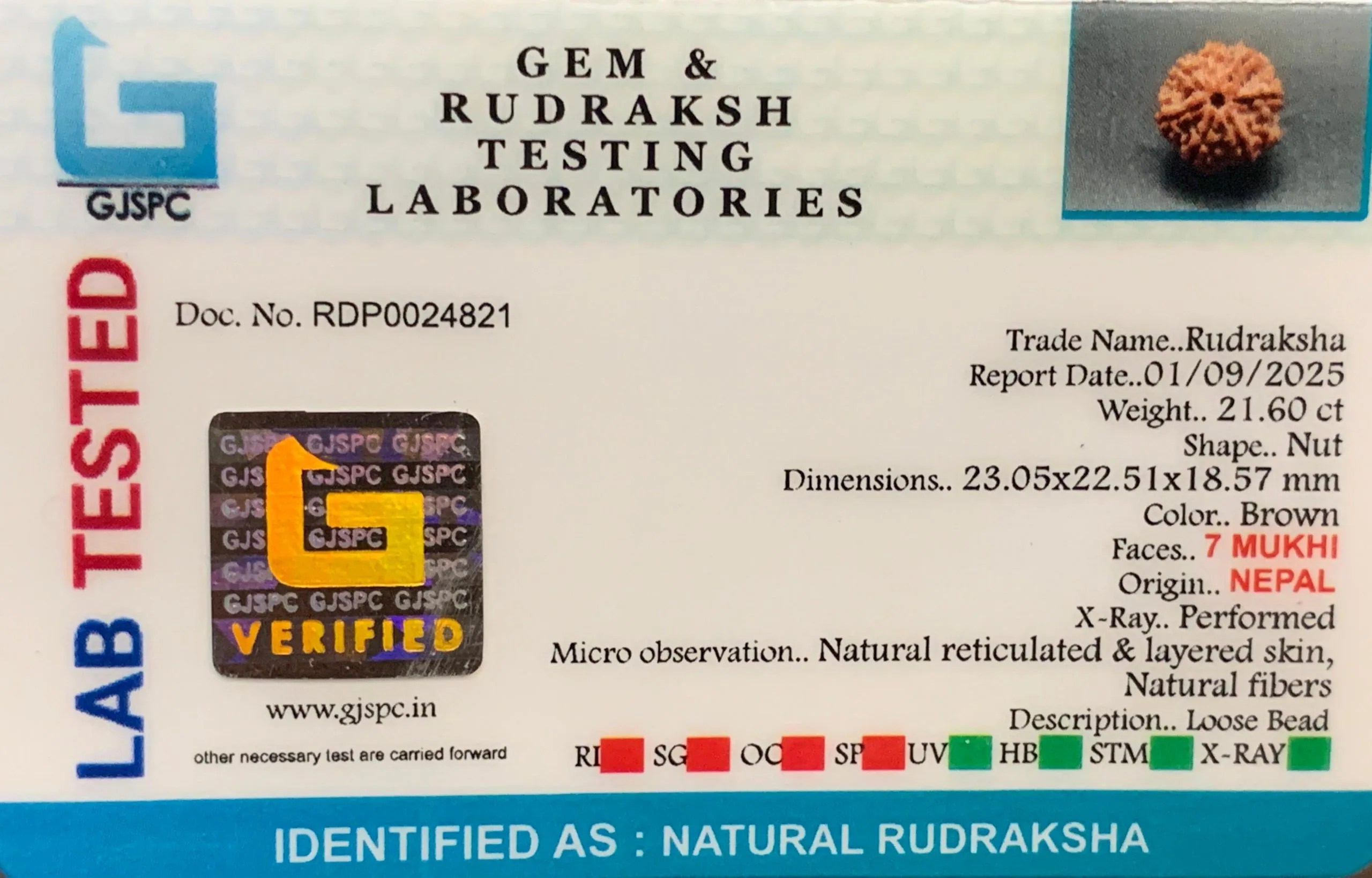 7 Mukhi Rudraksha (4.320g) view 2