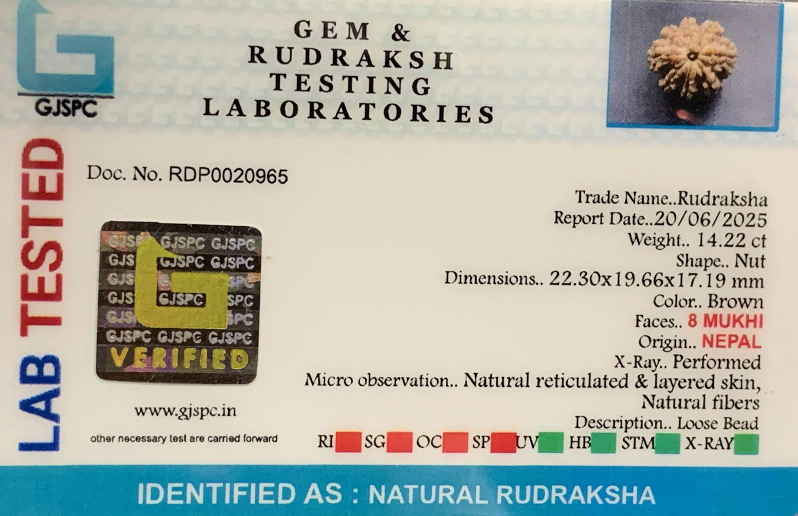 8 Mukhi Rudraksha (2.844mg) view 2