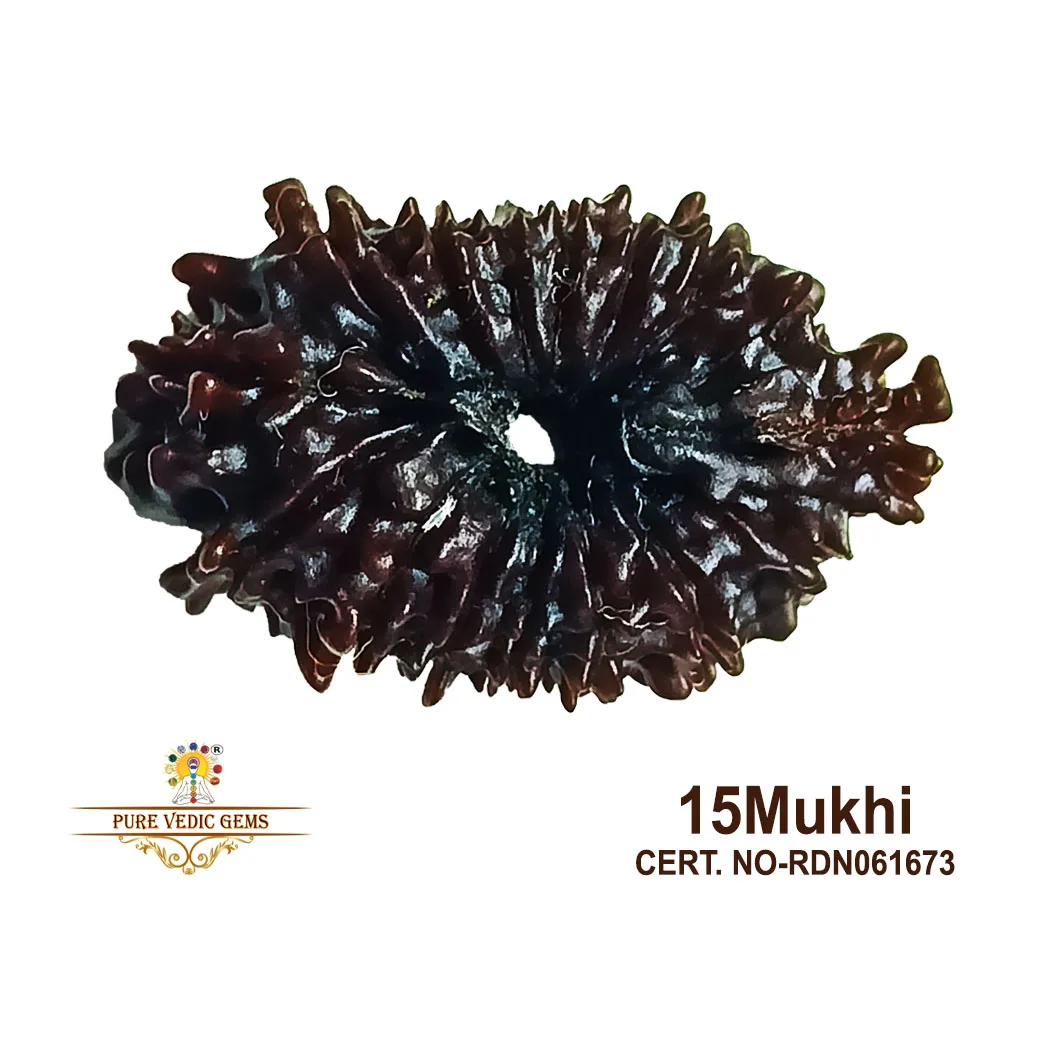 15 Mukhi Rudraksha (2.224g)