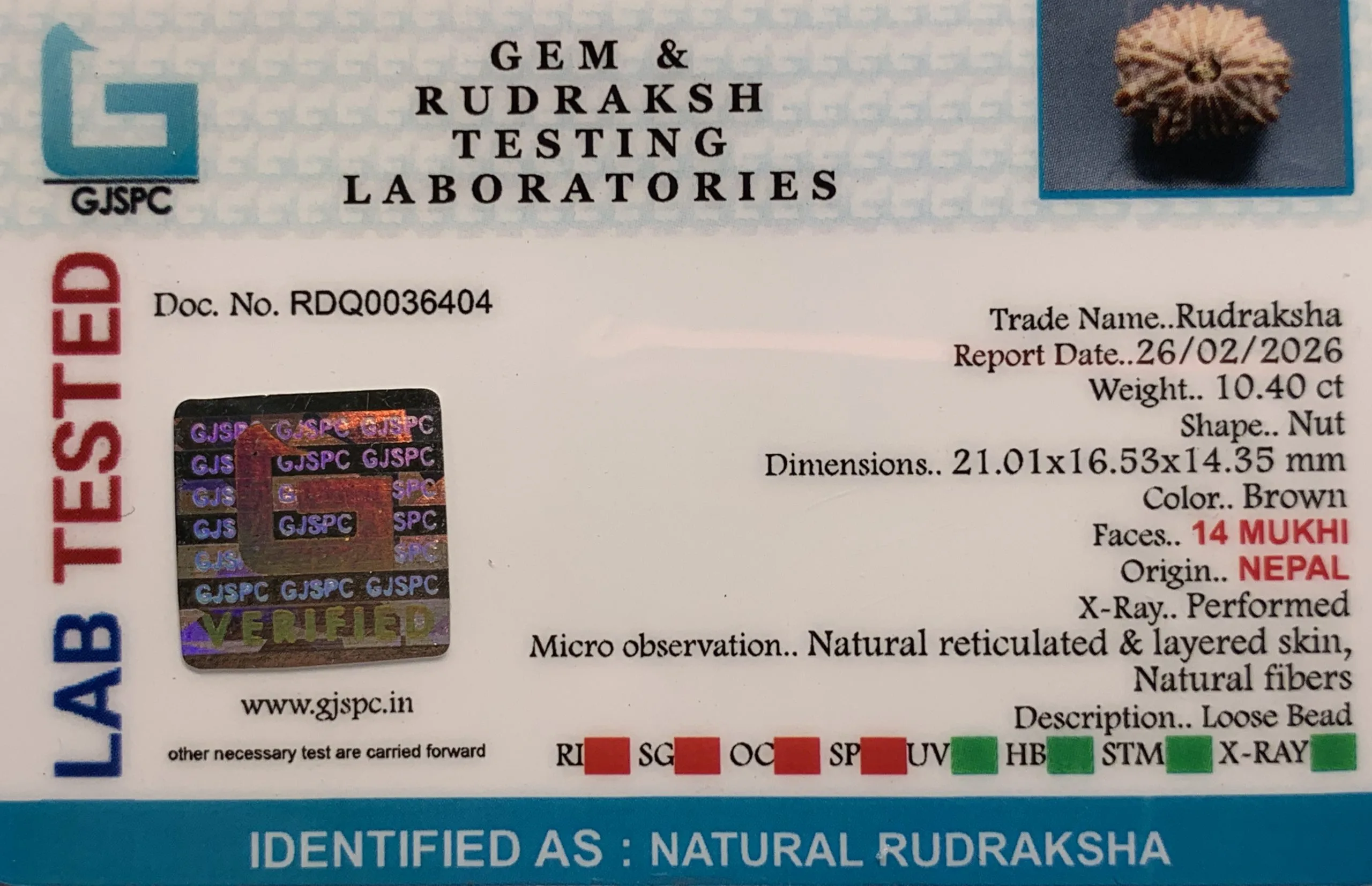 14Mukhi Rudraksha (2.080mg) view 2