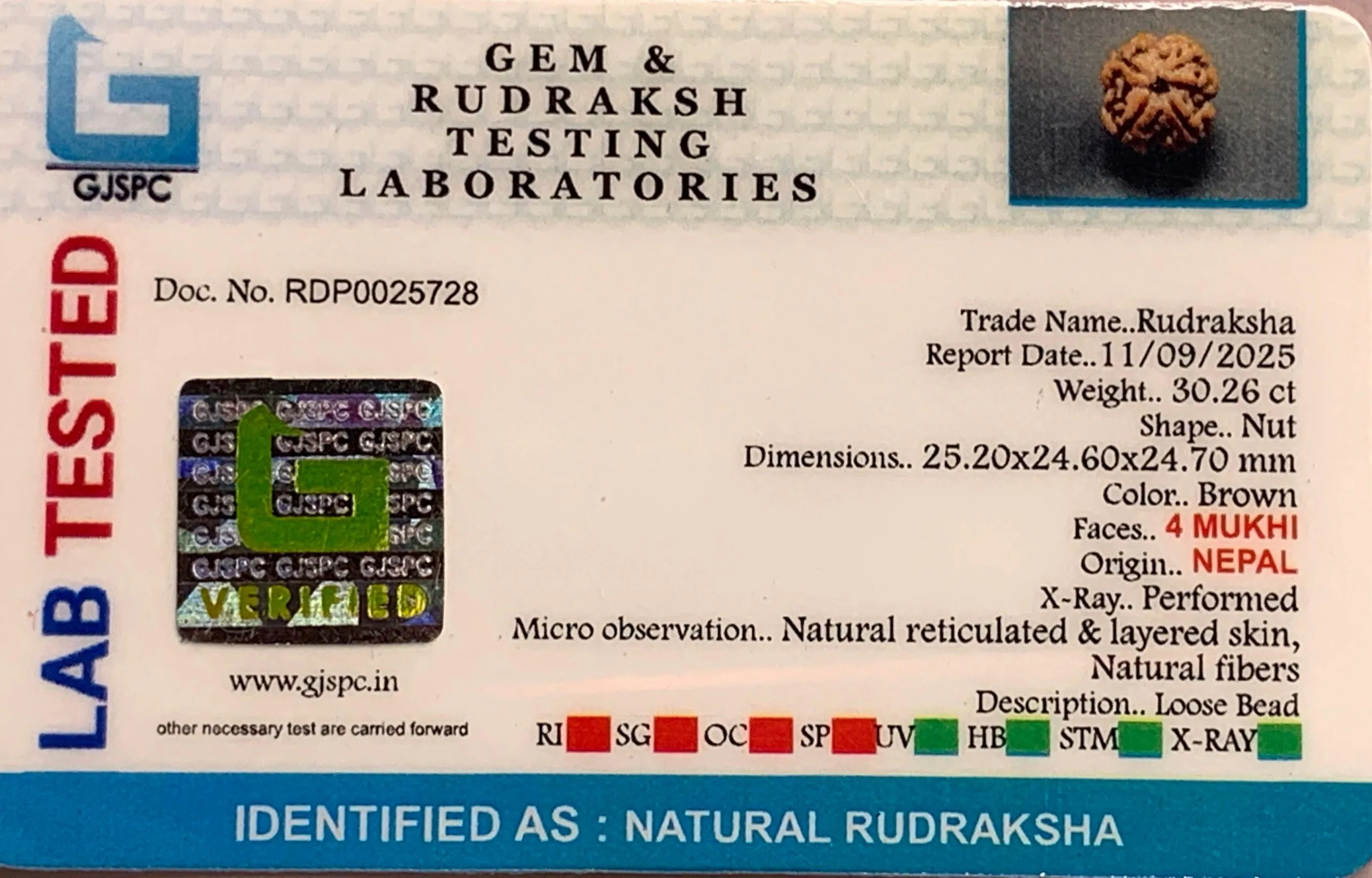 4 Mukhi Rudraksha (6.052g) view 2