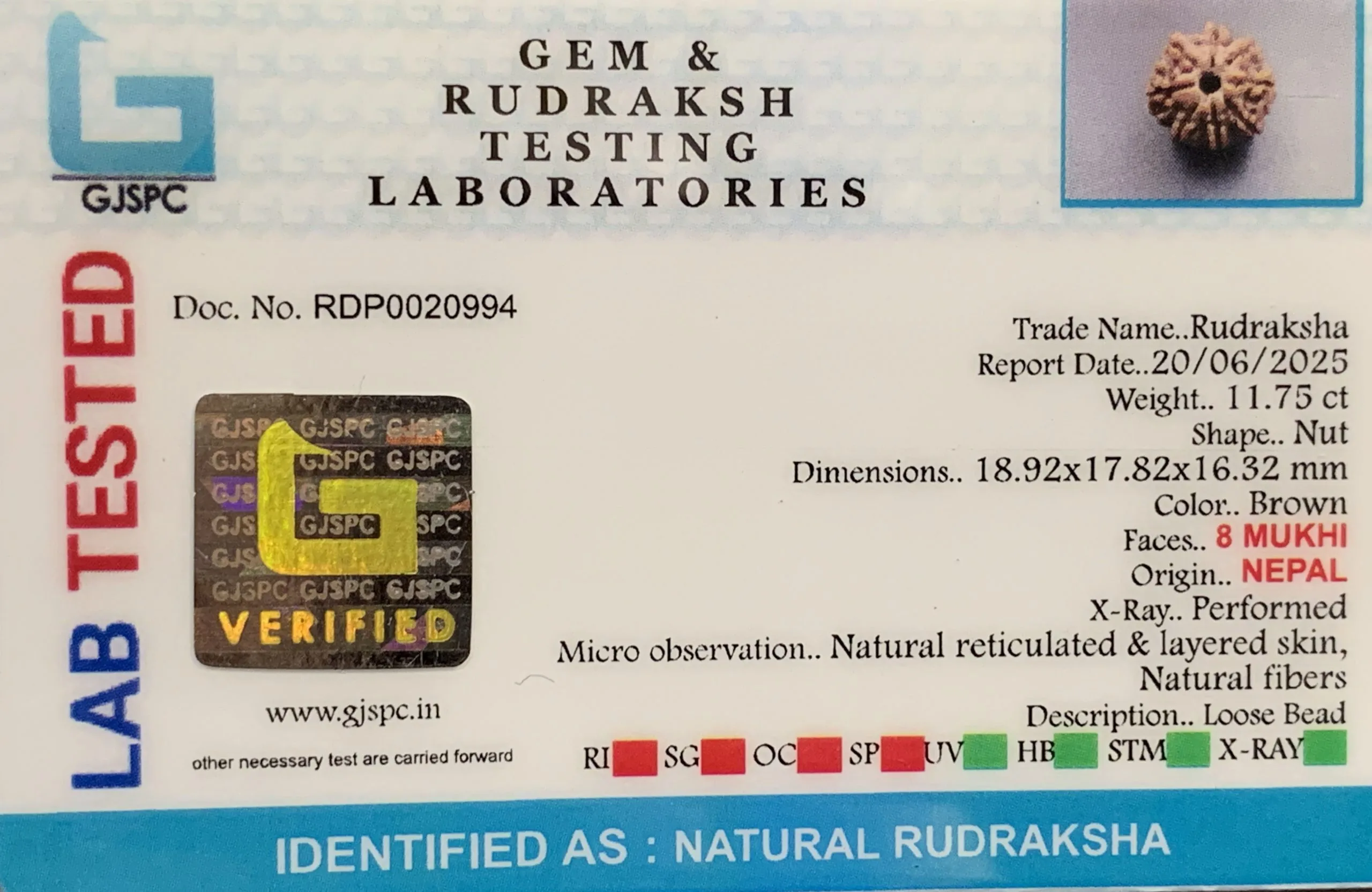 8 Mukhi Rudraksha (2.350mg) view 2