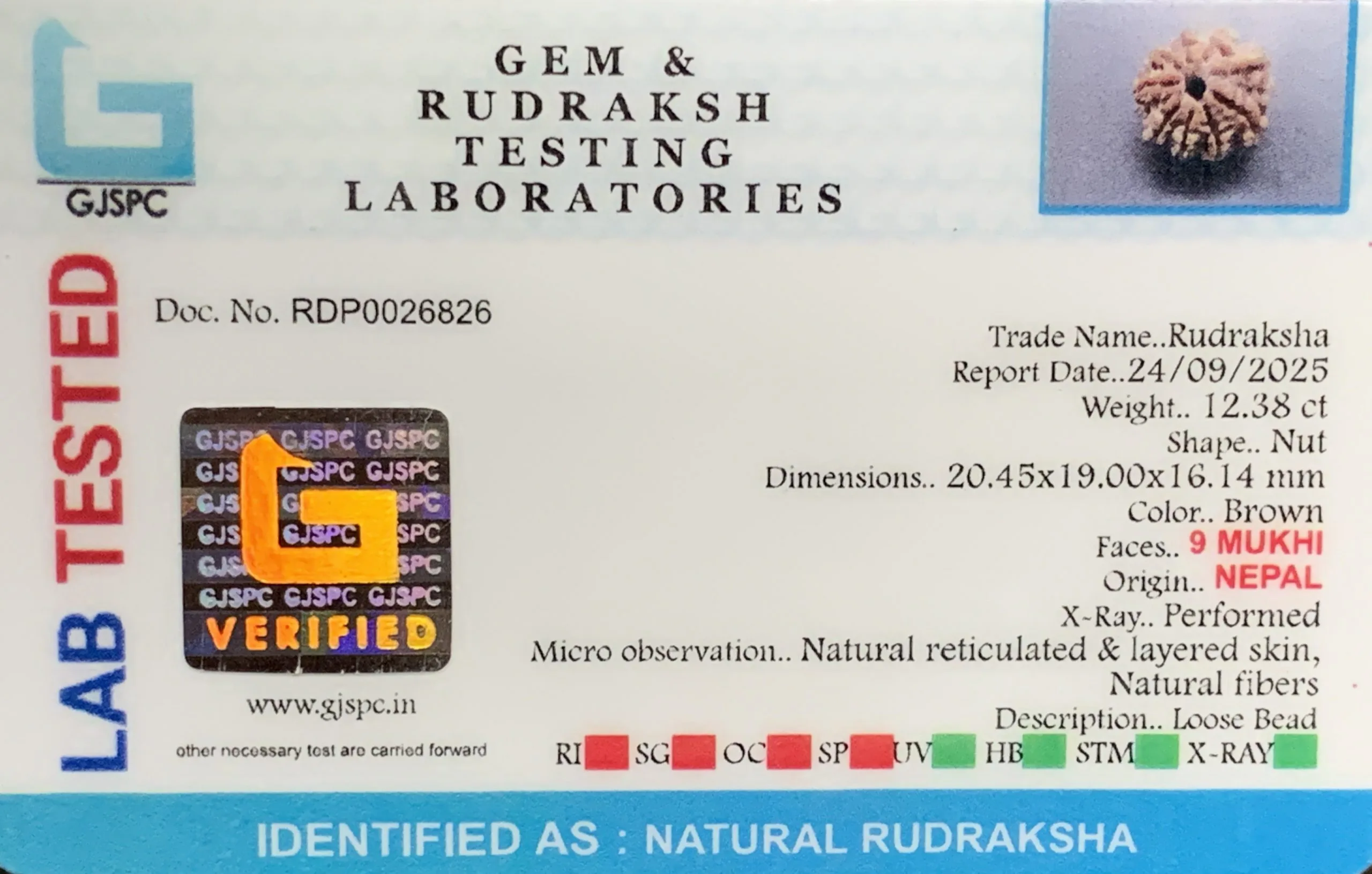 9 Mukhi Rudraksha (2.476g) view 2