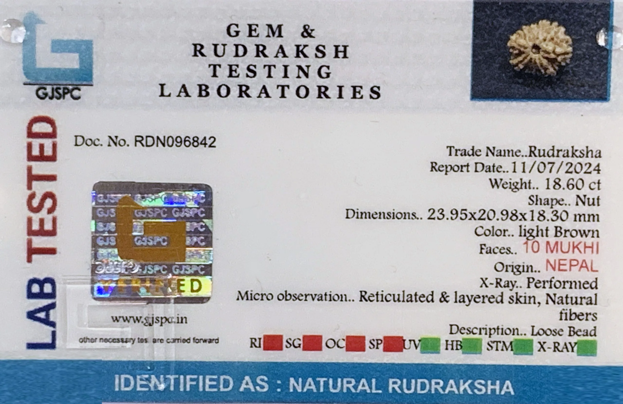 10 Mukhi Rudraksha (3.720g) view 2