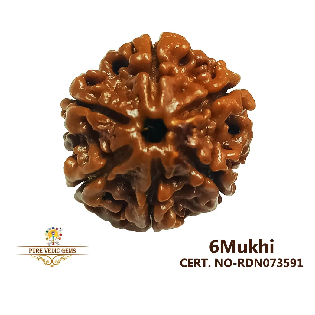6 Mukhi Rudraksha (3.562g)