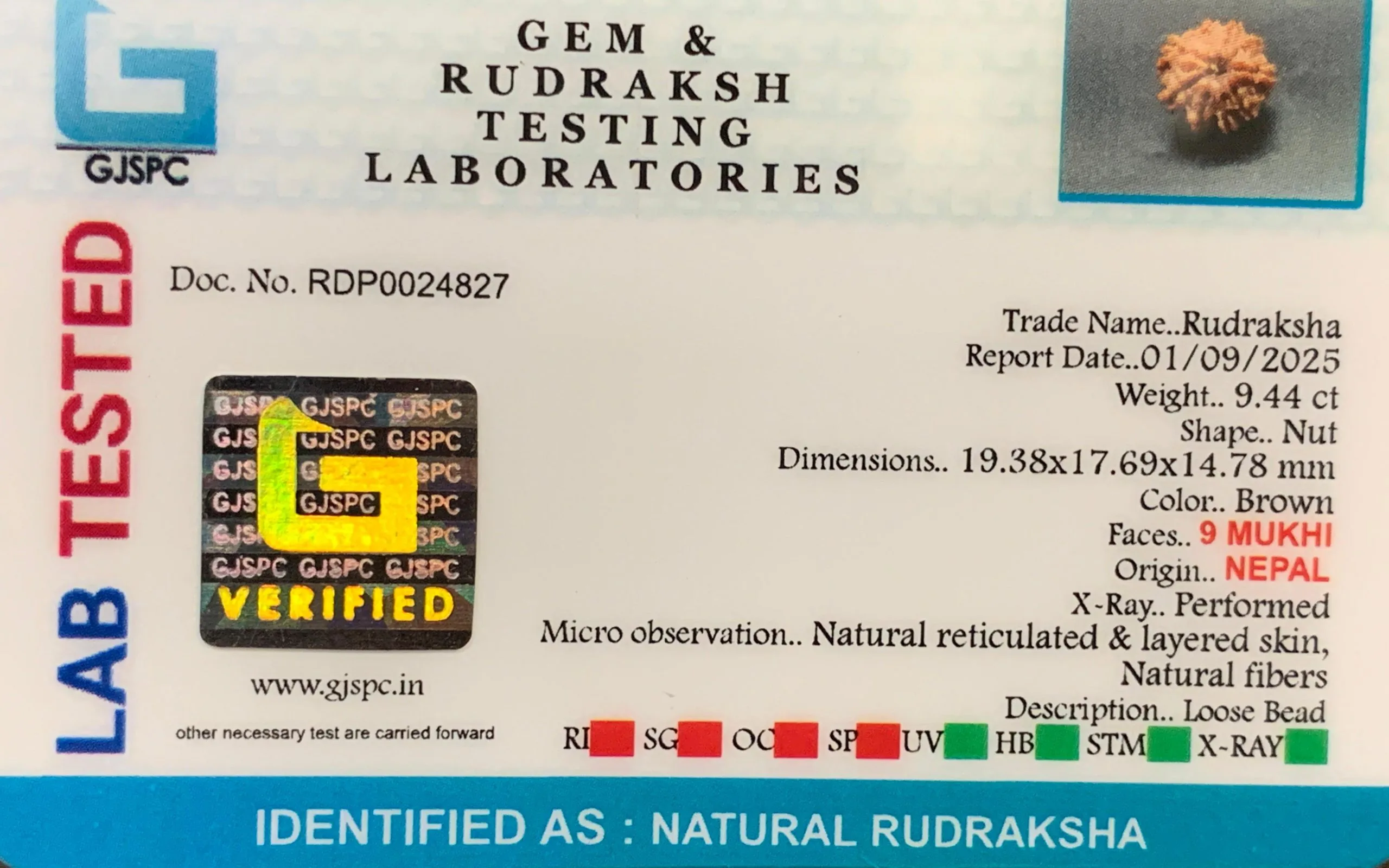 9 Mukhi Rudraksha (1.888g) view 2