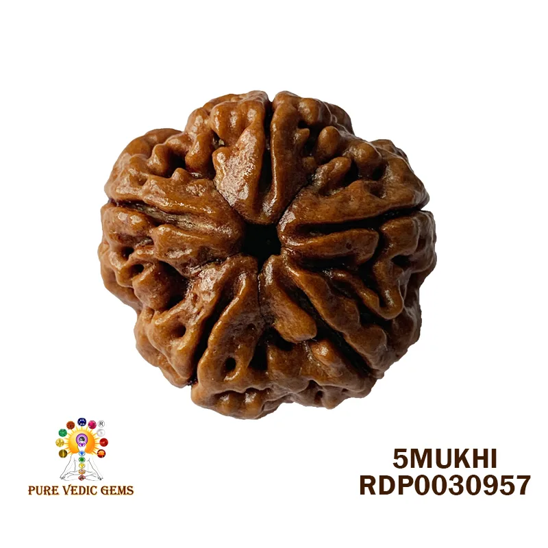 5 Mukhi Rudraksha (6.430g)